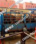 小牛崽品种决定小牛崽价格- 河北肉牛市场