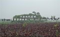 苗木全红杨桃枫园林优质出售