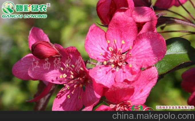 批發(fā)皇家雨點(diǎn)海棠花苗 北美海棠花樹苗庭院工程綠化苗木大量批發(fā)圖片