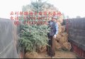 云杉，西北大云杉批发基地，定西便宜云杉，