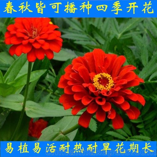 春秋播種百日草種子，百日菊波斯菊江蘇顏軻，供應(yīng)草花牧草林木種子圖片