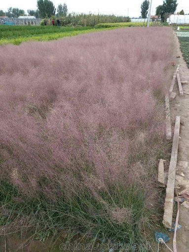 粉黛亂子草小苗  青州宿根花卉苗木 園林綠化工程 種植基地圖片