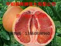 三红蜜柚高产栽培技术 种植技术