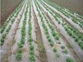 山东地膜供应商：厂家为您推荐性价比高