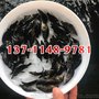 桂花鱼苗批发价格鳜鱼苗出售桂花鱼苗养殖场
