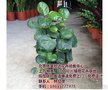 绿植租摆_北京林昊欣达