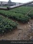 银桂树苗基地