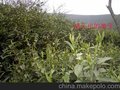 信阳毛尖明前茶批发 茶农直销