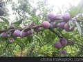脆红李销售，深圳脆红李价格-蜀山鲜果