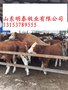 山东肉牛价格西门塔尔牛犊价格