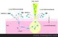 TESCAN高分辨率肖特基可变真空扫描电镜 VEGA 3 XMU