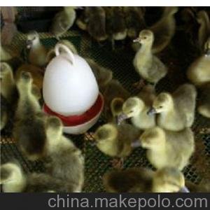 供應鵝苗批發(fā)價格咨詢 仲場長圖片