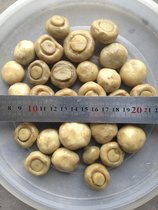 河北石家庄供应盐渍双孢菇整菇切片数量150吨