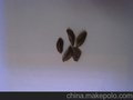 柳杉种子批发/柳杉种子价格