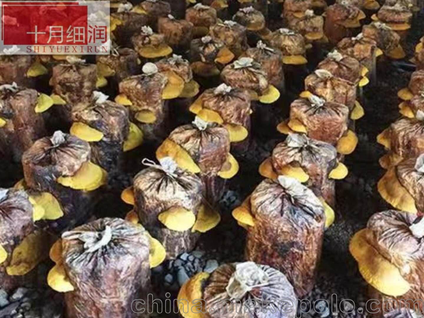 「其他食用菌」售十月细润桑黄种植基地-通化十月细润