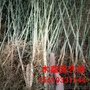 售枳壳苗 枸橘苗 0.3以上嫁接用枸橘小苗 枳壳砧木