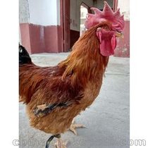 养殖优质山东红玉公鸡 380公鸡 九斤红公鸡