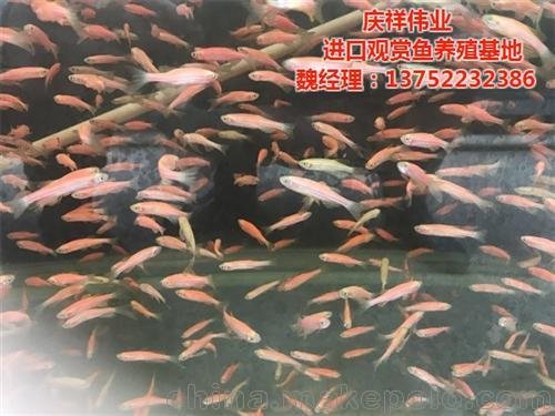 慶祥偉業(yè)(圖),進口觀賞魚招商,觀賞魚圖片