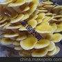 浙江黄金菇菌包价格
