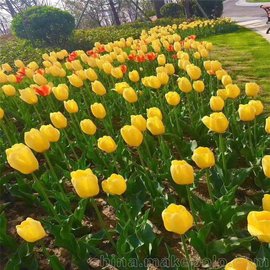 郁金香種子 郁金香種球 郁金香花海