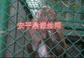 安平护栏网 品牌 质量超越
