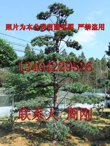 蘇州造型五針?biāo)煞N植苗圃  造型雪松 造型羅漢松基地 別墅庭院綠化圖片