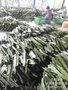 无刺火龙果种苗