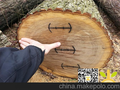 新伐AB级德国白橡原木每月供应量500-1000方数量
