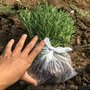 小叶迷迭香种苗 马鞭草酮迷迭香苗 迷迭香种苗
