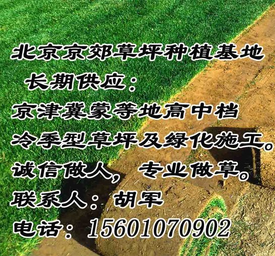 2025內(nèi)蒙古銷售草坪價(jià)格 內(nèi)蒙古草坪銷售廠家 內(nèi)蒙綠化草坪圖片