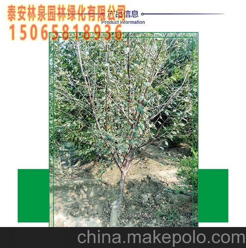 4公分紅色櫻花護(hù)坡綠化圖片