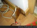 东莞白蚁防治公司专业除虫灭鼠、白蚁防治、服务全东莞区域