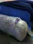 广东针织 批发布料 针织全棉 卷布布头 时装类、毛圈