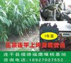 连平鹰嘴水蜜桃苗 1年生鹰嘴桃苗 免费提供鹰嘴桃种植管理技术