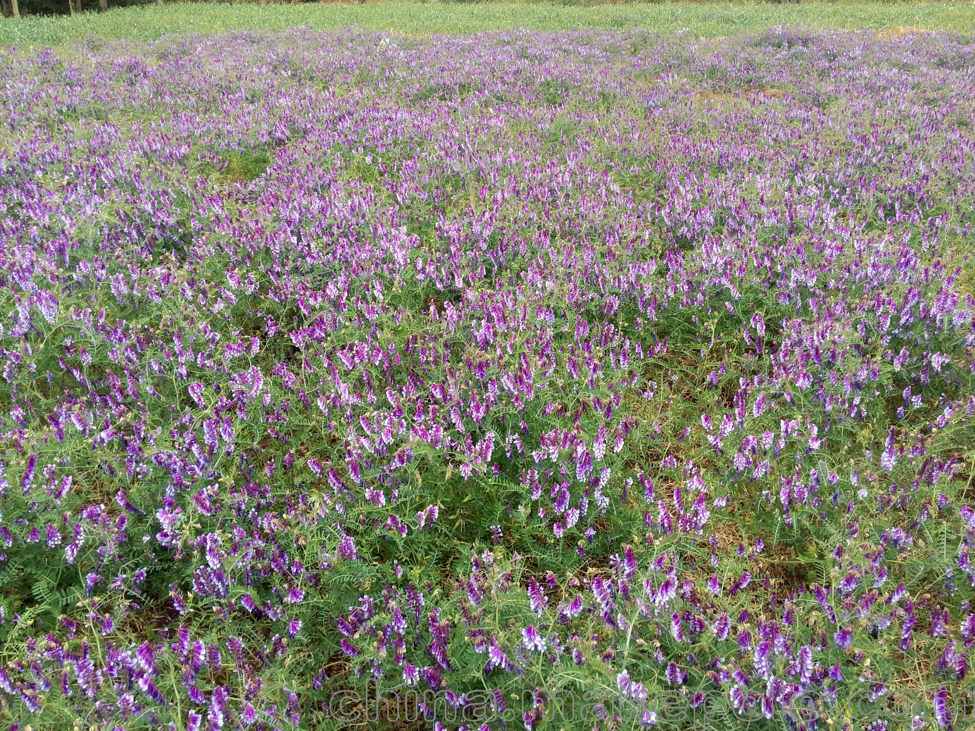 厂家供应云南产光叶紫花苕子种优质绿肥种