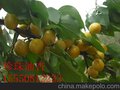 珍珠油杏苗价格，山东珍珠油杏