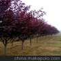河北太阳李种植基地