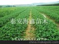 草莓苗 泰安草莓苗价格 季丰草莓苗基地