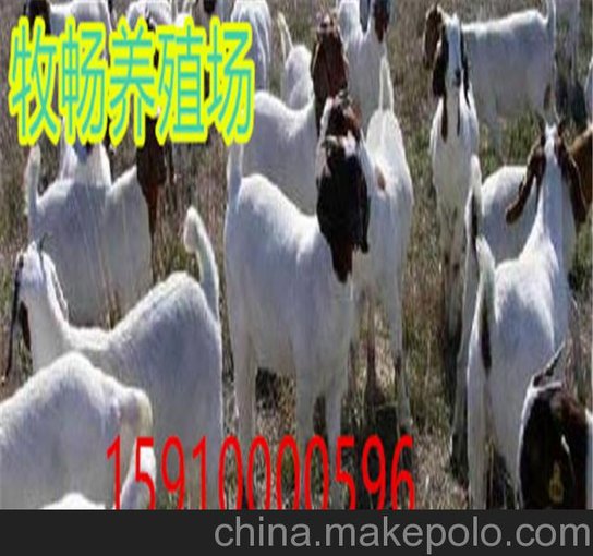 九江供應(yīng)肉驢 驢駒 種驢市場批發(fā)養(yǎng)殖技術(shù)圖片