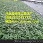 供应育苗床 温室苗床网 苗床厂家