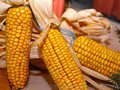 收购玉米高价 垄上畜禽