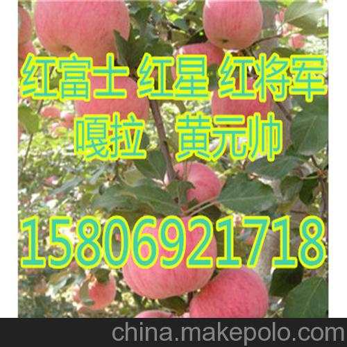 縣冷庫紅將軍蘋果 黃元帥蘋果價格