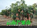 泰国海顿芒果苗批发 广西南宁玉林果苗