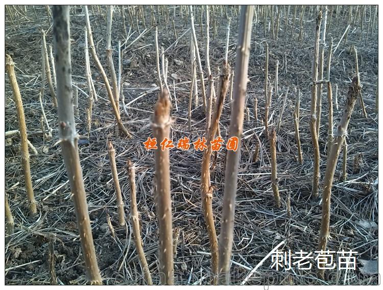 刺老苞苗 乌龙头树苗 树头菜种苗