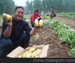 内蒙古土豆种子基地 早熟马铃薯土豆种子 一品进口土豆种子