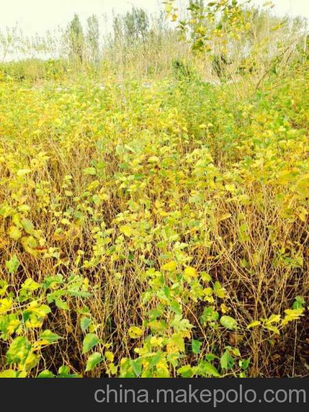 提供1000畝基地直供14年最新霜桑葉茶 霜桑葉 降血糖優(yōu)選原料
