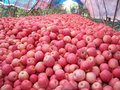 山东红富士苹果价格行情