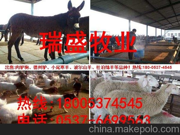 新泰出售改良肉牛 改良肉牛新價格走勢圖片