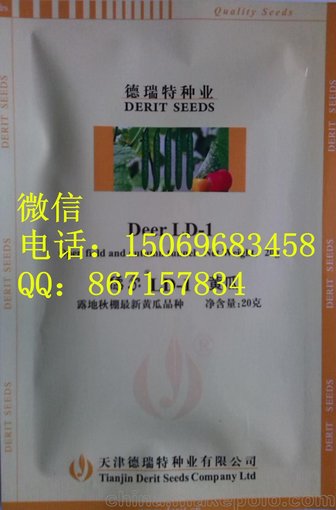 天津德瑞特德?tīng)朙D-1露地露天直根油亮型黃瓜種子種苗圖片