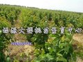樱桃苗经销商/福源大樱桃苗木7